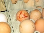 Eierproduktion: blutige Eier