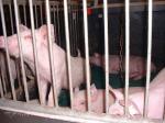 Tierversuche fr die Produktion von Schweinefleisch