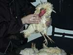 Opfer der Vegetarier: manches Huhn überlebt nicht einmal ein Jahr