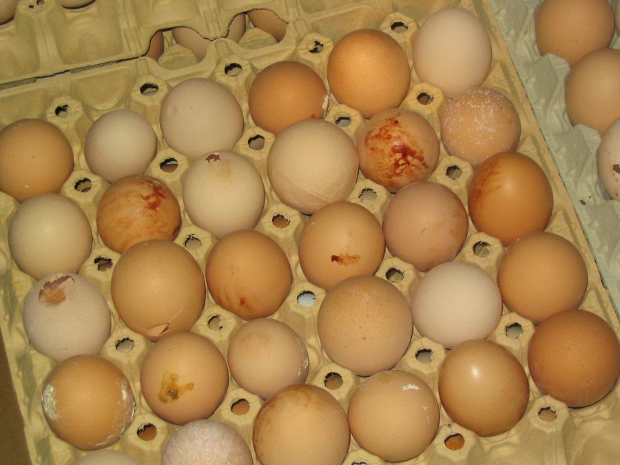 Immer mal ein Ei zu essen ist bei der DGE nicht unvegan.