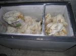 Hühnerbefreiung aus Aufzuchtanlage 12.06.05