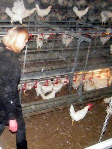 Hühnerbefreiung aus Aufzuchtanlage 04.04.2015