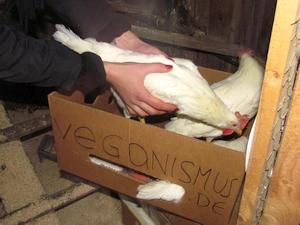 Hühnerbefreiung aus Aufzuchtanlage 04.04.2015