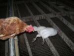 Hühnerbefreiung aus Biohaltung 23.06.2012