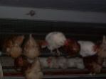 Hühnerbefreiung aus Biohaltung 23.06.2012
