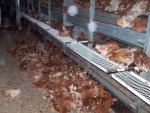 Hühnerbefreiung aus Aufzuchtanlage 07.04.2012
