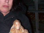 Hühnerbefreiung aus Aufzuchtanlage 07.04.2012