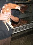 Hühnerbefreiung aus aus Aufzuchtanlage 29.07.2011