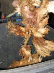Hühner-Auslegeaktion Ostern 2005
