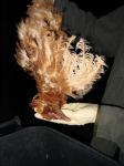 Hühner-Auslegeaktion Ostern 2005