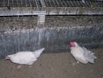 Hühnerbefreiung aus Bodenhaltung 01.04.2013