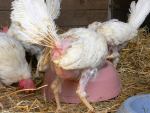 Befreite Hühner aus Bodenhaltung 01.04.2013