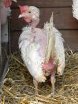 Befreite Hühner aus Bodenhaltung 01.04.2013