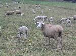 Schafe mit Lämmern 19.11.03
