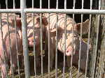 Schweine: Opfer der Leichenfresser