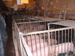 Landesanstalt für Schweinezucht 26.09.04