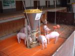 Tierversuche (für die "Fleisch"produktion) an Schweinen - für unvegane Tierversuchsgegner in Ordnung