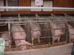 Landesanstalt für Schweinezucht 26.09.04