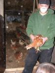 Hühnerbefreiung aus Volierenhaltung 29.11.2009