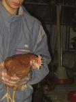Hühnerbefreiung und Aktion Weltvegetariertag 2005