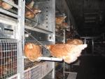 Hühnerbefreiung aus Aufzuchtanlage mit Volierenhaltung 23.06.06