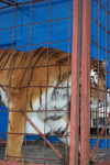 Tiger im Zirkus Renz