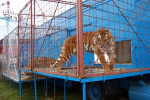 Tiger im Zirkus Renz