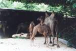 Zoo: Kamelmutter mit Kind